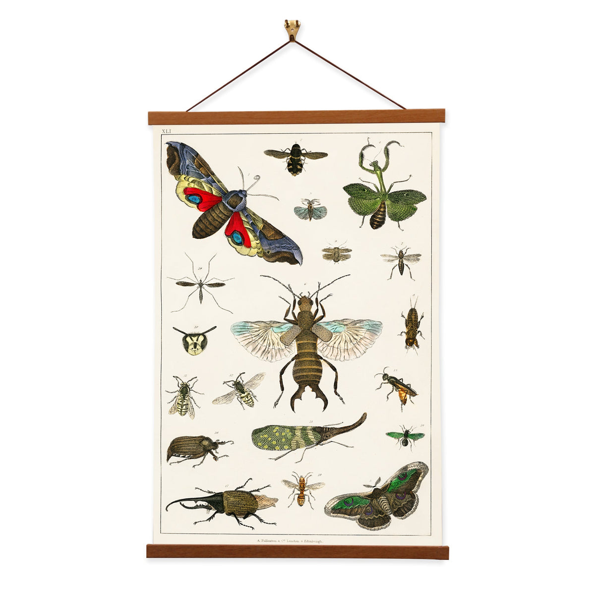 Ancient Insect Graphics Ancient Insect Art Gift Artist's Intricate Jeweled Insect Art Creates