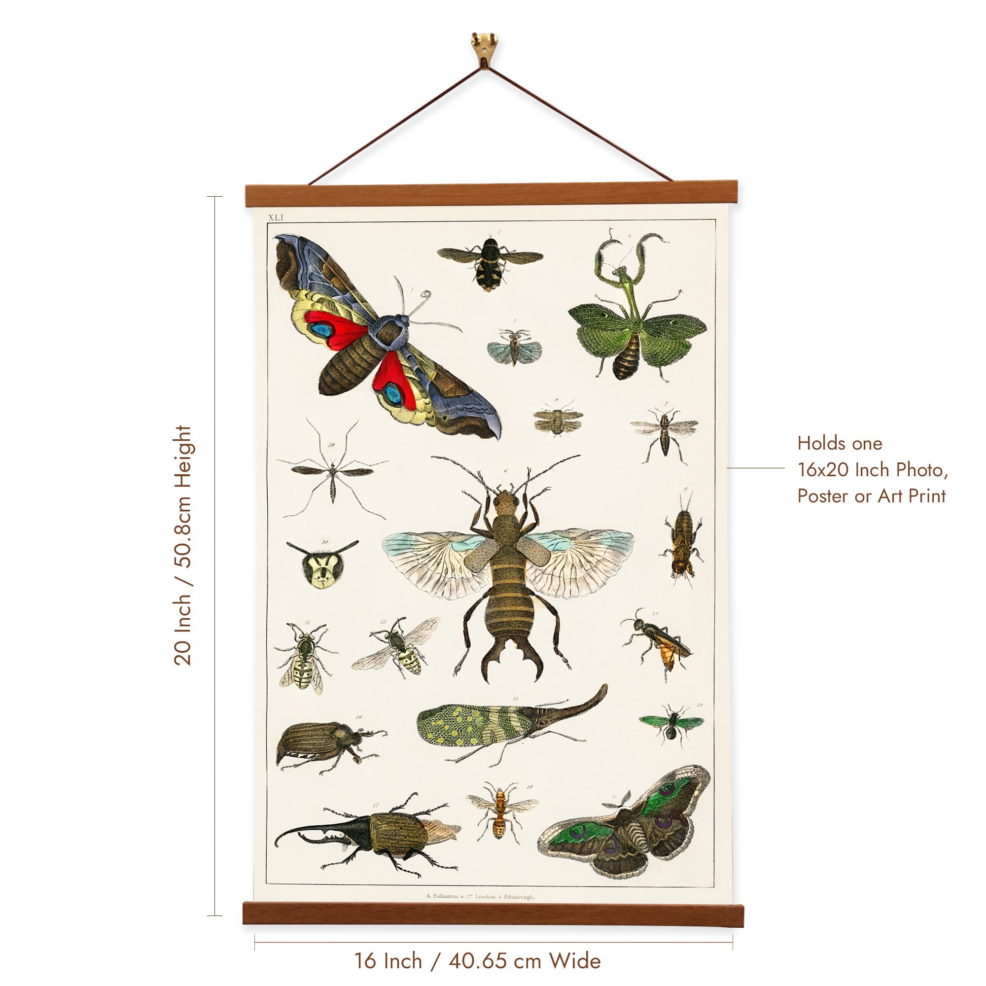 Collection of various insects (No. 41) by Oliver Goldsmith Scientific  Illustration Canvas Wall Print with Magnetic Hanger – Olie's Gift & Ship