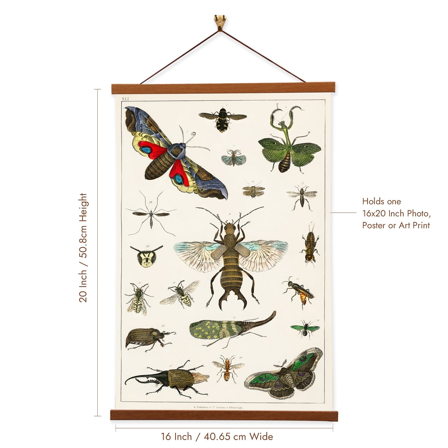 Collection of various insects (No. 41) by Oliver Goldsmith