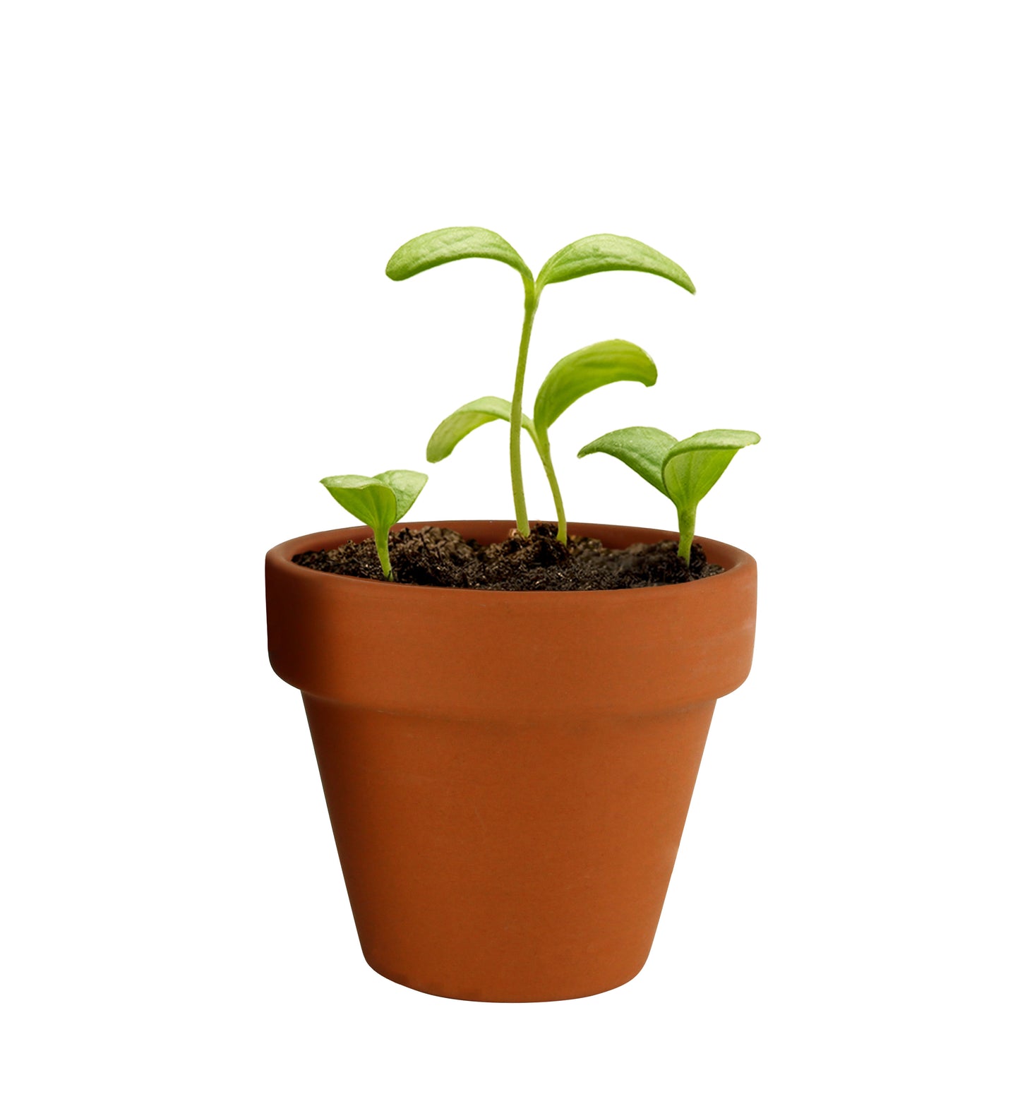 Mini Grow Pot - Sunflower